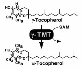 NON TUTTI I TOCOFEROLI HANNO LA STESSA EFFICACIA Uguale assorbimento Diversa distribuzione nel corpo ATTIVITA α-tocoferolo 100 β-tocoferolo 50 γ-tocoferolo 10