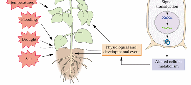 Stress biotici danno da patogeni danno