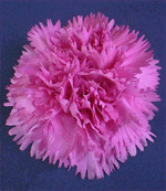 modificazione colore fiore GAROFANO Dianthus caryophyllus Code Name