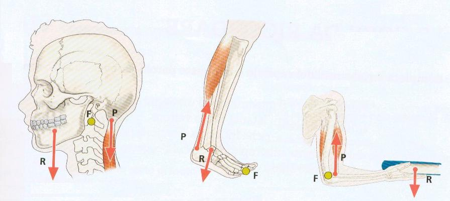 CONOSCERE IL CORPO UMANO: MUSCOLI e LEVE Le