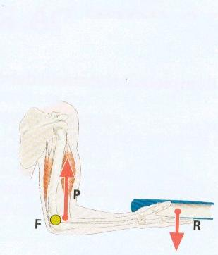 CONOSCERE IL CORPO UMANO: MUSCOLI e LEVE SVANTAGGIOSA Articolazione del Gomito Flessione dell avambraccio sul braccio Leva di 3 GENERE bp è < di br FULCRO =