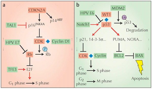 ONCOSUPPRESSOR: