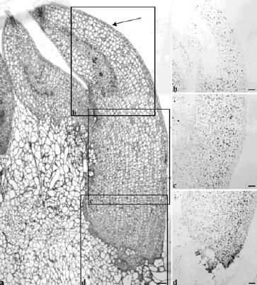 SVILUPPO DI EMBRIONI DA MICROSPORE Allo stadio a torpedo si evidenziano già i diversi