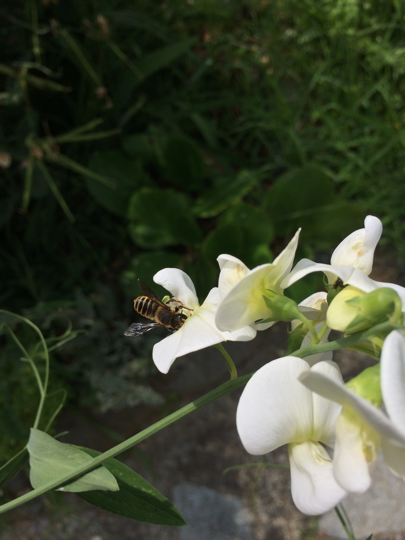 DECLINO DEGLI IMPOLLINATORI Negli ultimi decenni si sta verificando un declino mondiale degli insetti impollinatori.