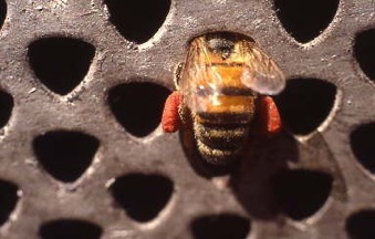 APE E APICOLTURA Apis mellifera è l insetto impollinatore per eccellenza, il più studiato perché è una specie domestica con un ciclo poliennale.
