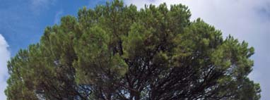 Pinus