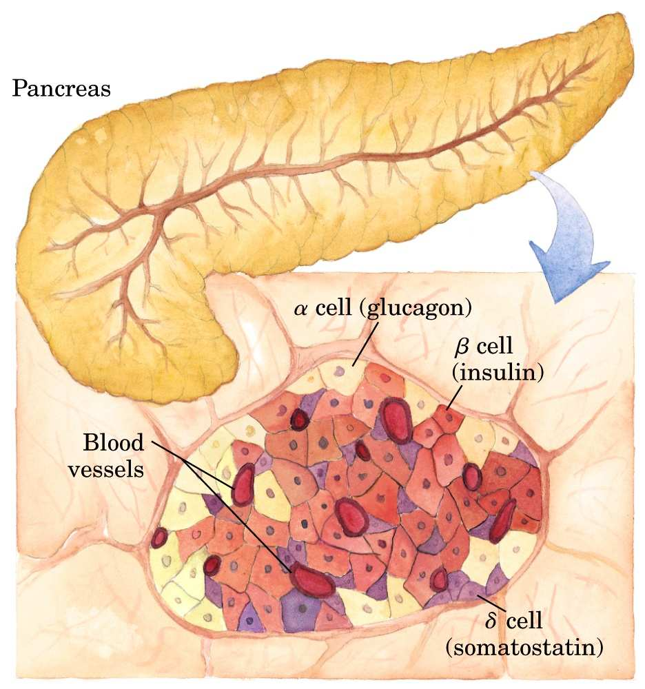 L insulina è un ormone prodotto dalle cellule β