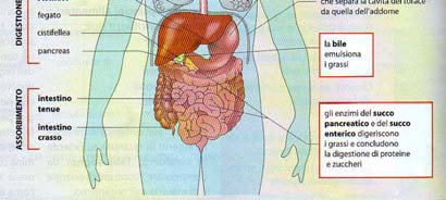 in sostanze semplici _ avviene grazie agli ENZIMI DIGESTIVI _ i principali sono nello STOMACO enzimi gastrici, ma la digestione inizia già in BOCCA enzimi nella saliva ASSORBIRE I PRINCIPI NUTRITIVI