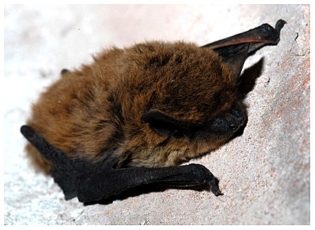 piccoli ad svernamento raggiunge La e (Pipistrellus alcune apertura ditteri Status: uno pelliccia che lunghezza dove stretto centinaia di sono la specie quantità alare: piccole è si maturità che