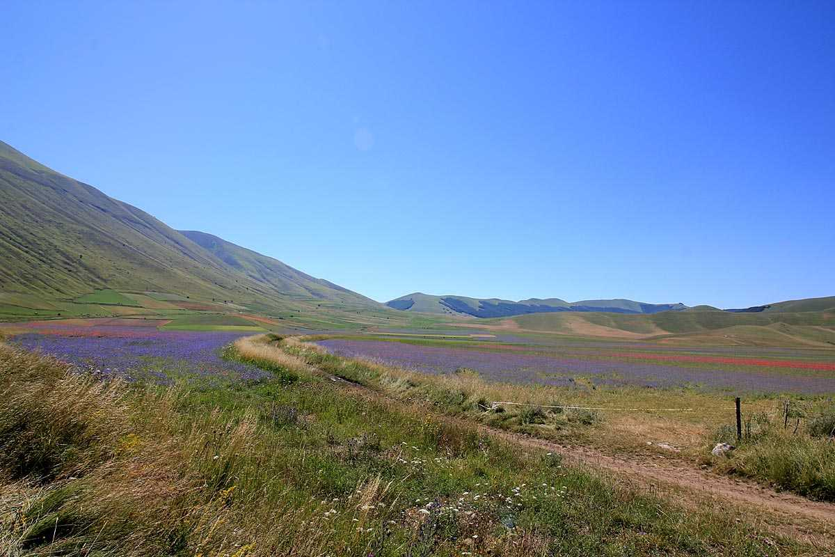 La fioritura dei piani di Castelluccio (genzianelle, narcisi, violette,