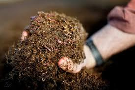 Il colloide chiamato humus Esso nasce dall unione di due componenti: la sostanza organica che si decompone nel terreno e la roccia che, disgregandosi, forma l argilla.