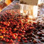 In questo metodo i frutti vengono lasciati essiccare al sole dalle due alle tre settimane. In alcune zone a causa del clima il caffè viene asciugato da due a quattro giorni per mezzo di aria calda.