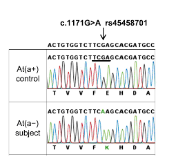 At(a-) deriva da una mutazione puntiforme (1171G>A) nell