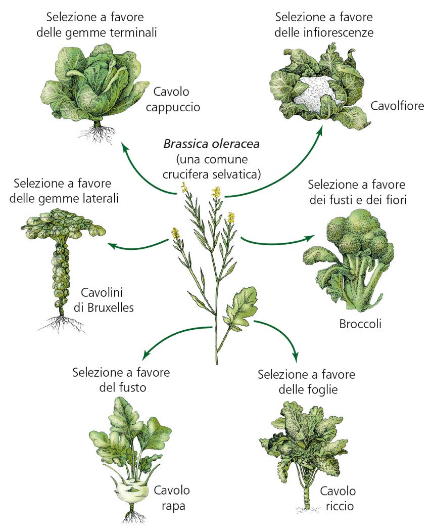 Piccole differenze tra gli individui per una determinata caratteristica fanno sì che la probabilità che gli