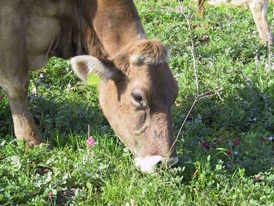 Obiettivi La nostra ricerca si è basata sulla sostituzione, nella razione delle lattifere (bovine e bufale), della soia con altre leguminose facilmente coltivabili in azienda o comunque facilmente