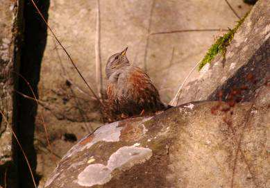 1.4.2 L avifauna svernante Foto 7.