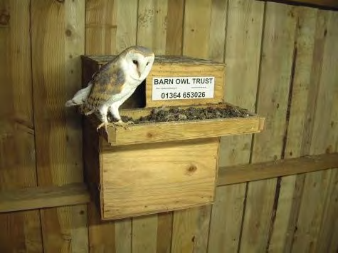 Nido per barbagianni Nido per gheppio Bat box su parete Bat box in bosco Interventi negli edifici di nuova realizzazione Se le cassette nido