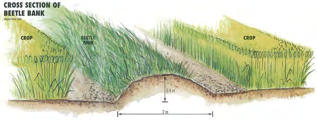 Figura 18: Schema di un beetle bank Interventi sul reticolo idrografico minore La gestione del reticolo idrografico minore deve perseguire la finalità di creare condizioni adatte al mantenimento