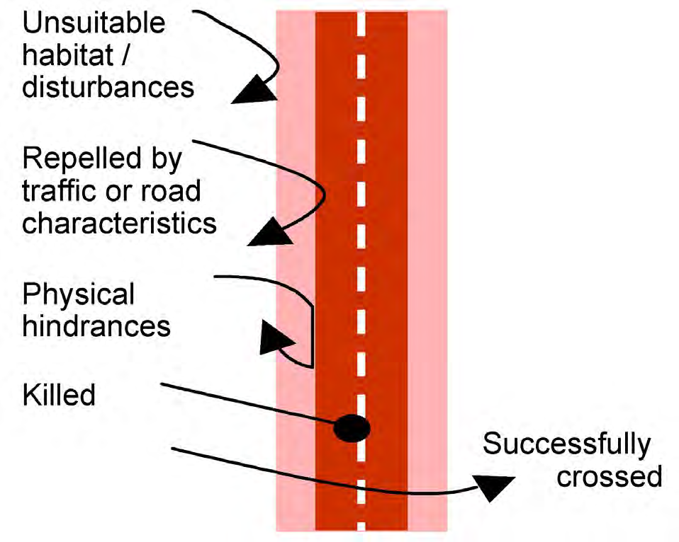Figura 8: Sintesi dei meccanismi che entrano in gioco nella decisione di un individuo di attraversare un tracciato stradale (da Seiler.