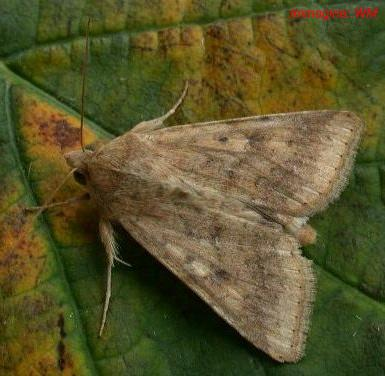 spese delle infiorescenze di diverse umbelliferae, dan Intervenire