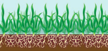 La nostra gamma è la migliore per il manutentore del verde La gamma Scotts Landscaper Pro usa concimi a cessione controllata, per garantire ai tappeti erbosi una crescita salutare e rispettosa dell