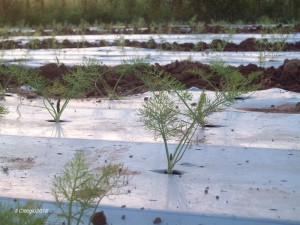 finocchi appena trapiantati È composto principalmente d acqua; tra i minerali il più presente è il POTASSIO; contiene vitamina A, vitamina C e alcune vitamine del gruppo B.