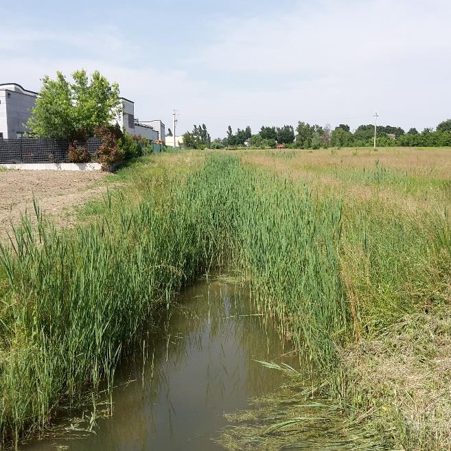 CRITICITA Mancanza di spazio per lavori di manutenzione, ci vorrebbe più area demaniale Bassa qualità ambientale dovuto anche alle attività agricole