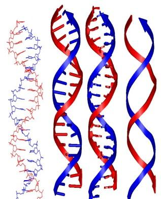 * Indicatori biologici di suscettibilità Esprimono differenze individuali, di origine genetica (sesso, razza, modificazione in geni che controllano la attivazione metabolica o la detossificazione di