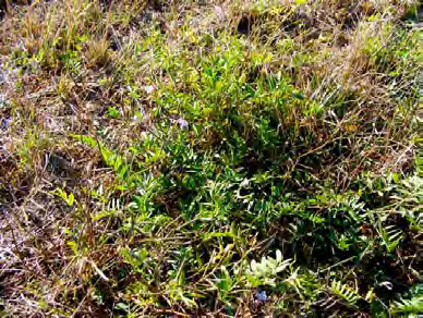 Cuscuta spp.