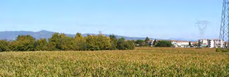 e, nello specifico, durante il sopralluogo è stata riscontrata una coltura in atto di mais (Zea mays L.).