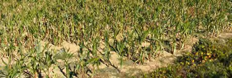 caratteristiche dei terreni adibiti alla coltivazione dei cereali: Convolvolus arvensis L., Xanthium italicum L., Chenopodium album L., Rumex spp.