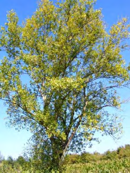 f) Alberi isolati Nella Macro-Zona B è stato rilevato solo un esemplare di pioppo (Populus nigra L.