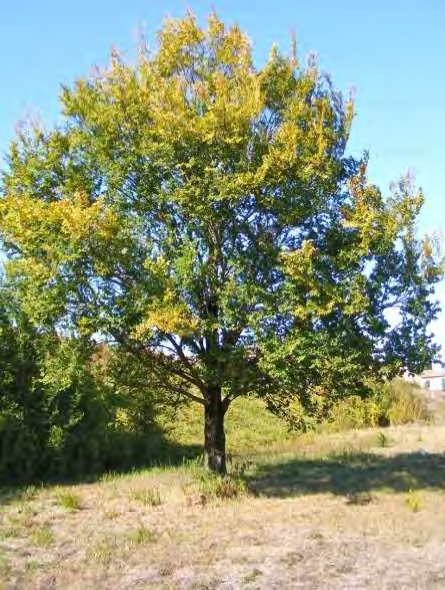 costante di un cospicuo strato di lettiera.