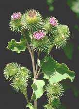 Arctium