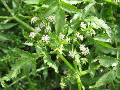 Corsi d acqua Nasturtium officinale Apium