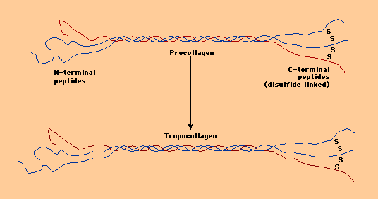 MARKER DI APPOSIZIONE Procollagene Peptide N-terminale Peptide C-terminale Tropocollagene La prima fase della sintesi di collagene è la produzione del tropocollagene dall unione ad