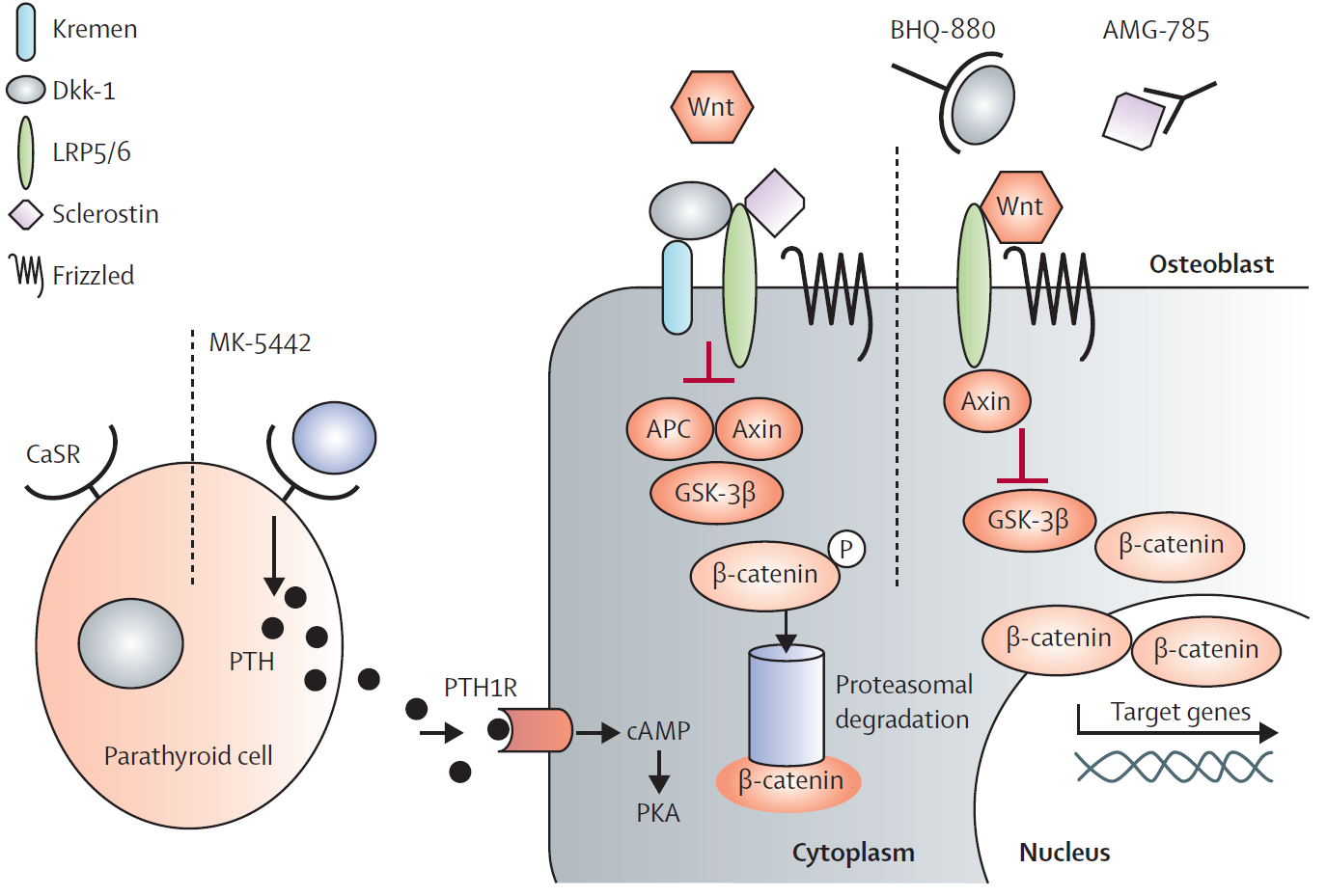 IL SISTEMA WNT/β-CATENINA Rachner TD et al, Lancet 2011 Quando WNT si lega al suo recettore (Frizzled) ed al co-recettore (LRP5/6) inibisce GSK e libera β-catenina non fosforilata che può