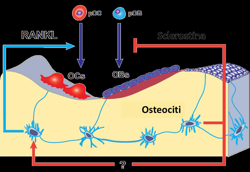 REGOLAZIONE OSTEOCITARIA DEL RIASSORBIMENTO E APPOSIZIONE OSSEI Iperparatiroidismo Ipertiroidismo