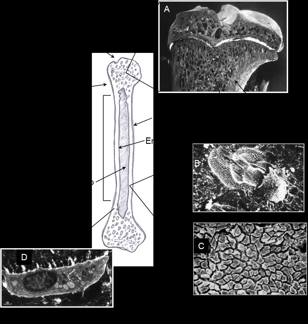 ANATOMIA DELLE OSSA LUNGHE J Bone