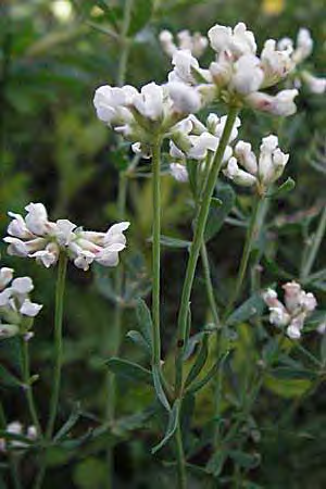 Dorycnium pentaphyllum