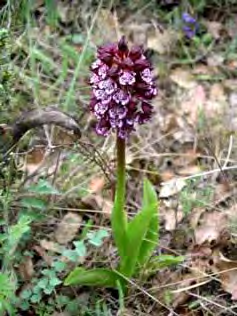 Orchis purpurea 