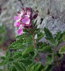 Scabiosa