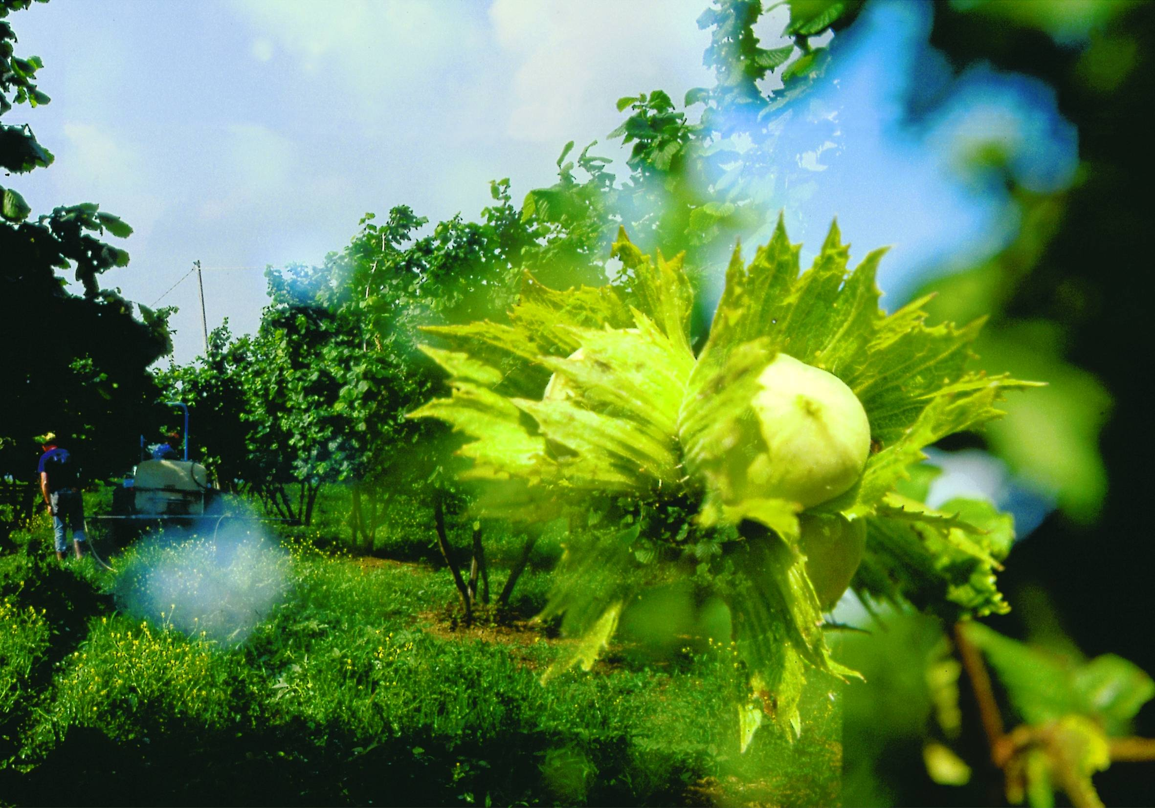 In generale tramite i rilievi, eseguiti dal 2006 al 2009 nelle 4 aziende presso cui sono state condotte le potature, è stato possibile evidenziare: La potatura meccanica fa risparmiare molto tempo