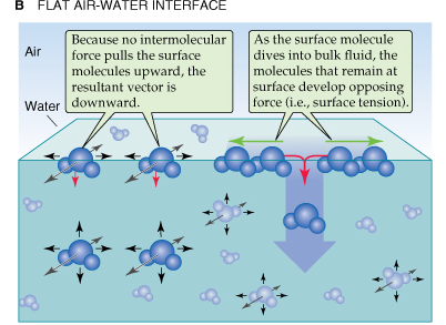 Tensione superficiale Le molecole di acqua alla superficie e quelle in profondità si comportano come delle perle connesse tra loro da corde elastiche.