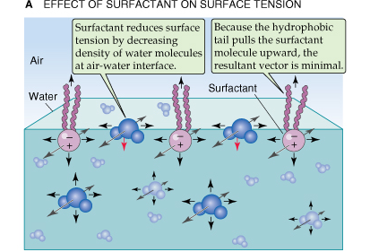 Tensione superficiale e surfactante polmonare Surfactante: sostanza tensio-attiva. Possiede una coda idrofobica ed una testa idrofilica.