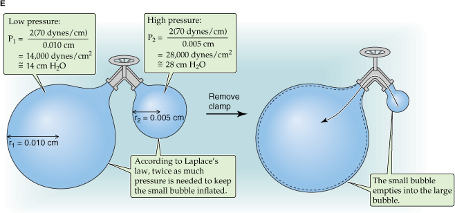Tensione superficiale e P transmurale di una bolla T tende a far diminuire il volume del gas compressibile all interno della bolla e ad aumentare P all interno.