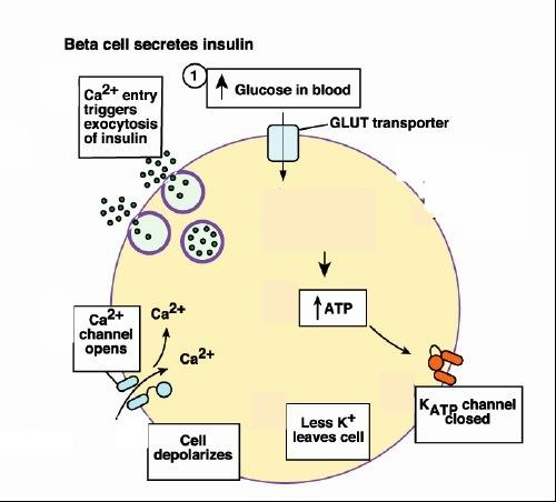 Terapia farmacologica (mirata ai meccanismi fisiopatologici) 1) RIDUZIONE SECREZIONE INSULINICA MAPK Metabolismo (start con G6P) GC MAPK GC Metabolismo (start con G6P) FISIOLOGICA ESCREZIONE