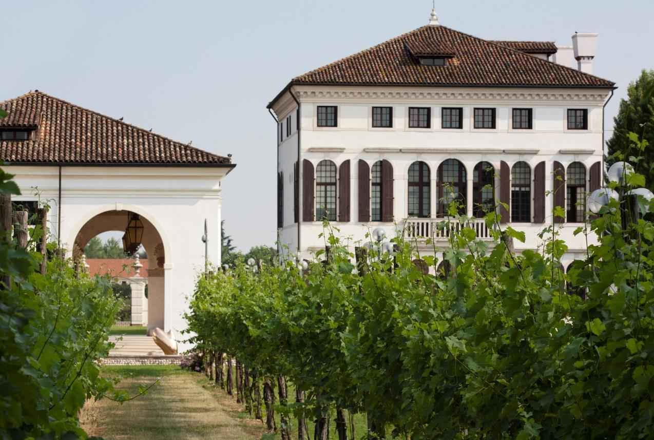 I VINI DI VILLA MINELLI PER