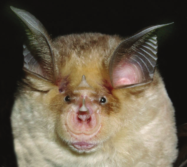 RINOLOFO DI MEHELY (Rhinolophus mehelyi) Rinolofo di medie dimensioni, ha la parte ventrale bianca