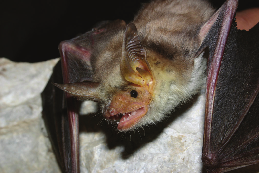 GRANDI MYOTIS Myotis myotis (non in Sardegna) Myotis oxygnathus (non in Sardegna) Myotis punicus (in